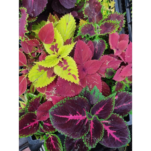 Coleus Blumei - cây lá gấm, tía tô cảnh, cây đẹp màu sắc sặc sỡ