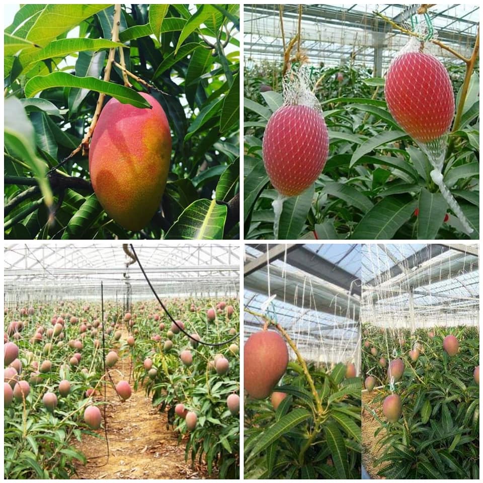 GIỐNG XOÀI ĐỎ NHẬT LÙN 1 NĂM RA TRÁI