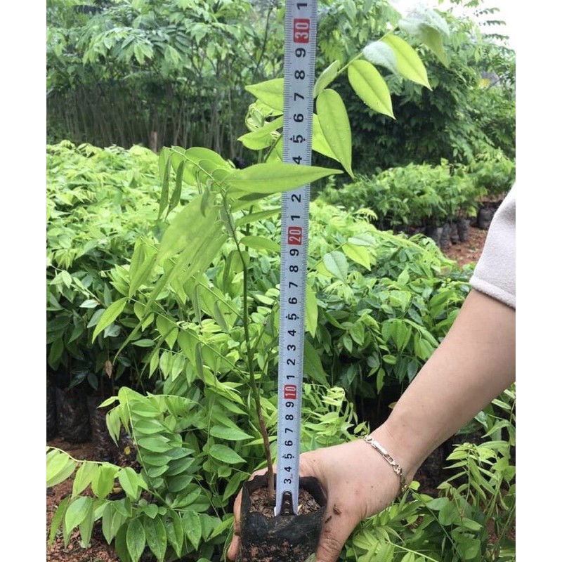 cây giống Sưa, Sưa gỗ đỏ, cây cao 40cm khoẻ nhiều rễ
