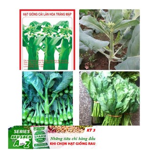 Hạt giống Cải Ngồng MậP 50 Hạt