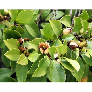 Cây Hoa Dạ Hợp - Cây Hoa Dạ Hợp