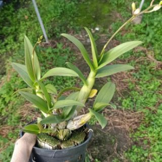 Yaya mini chậu lớn