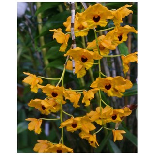 Hoa Lan Hoàng Thảo Long Nhãn