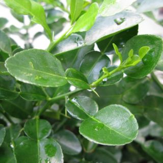 Cây 🌲 Chanh Thái ( cây tranh số 8)