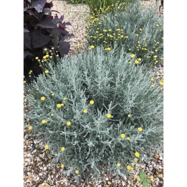 Santolina/cotton lavender