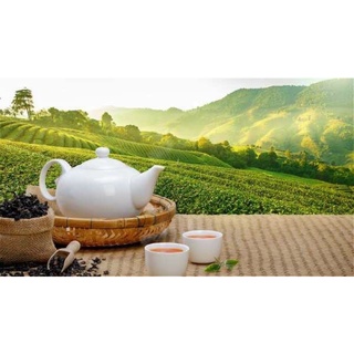 TRÀ OOLONG (Ô LONG) 9 TEA TÂM CHÂU