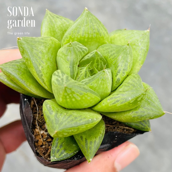 Sen đá ngọc lá lớn SONDA GARDEN size bé 5-8cm, xuất xứ Đà Lạt, khoẻ đẹp, lỗi 1 đổi 1