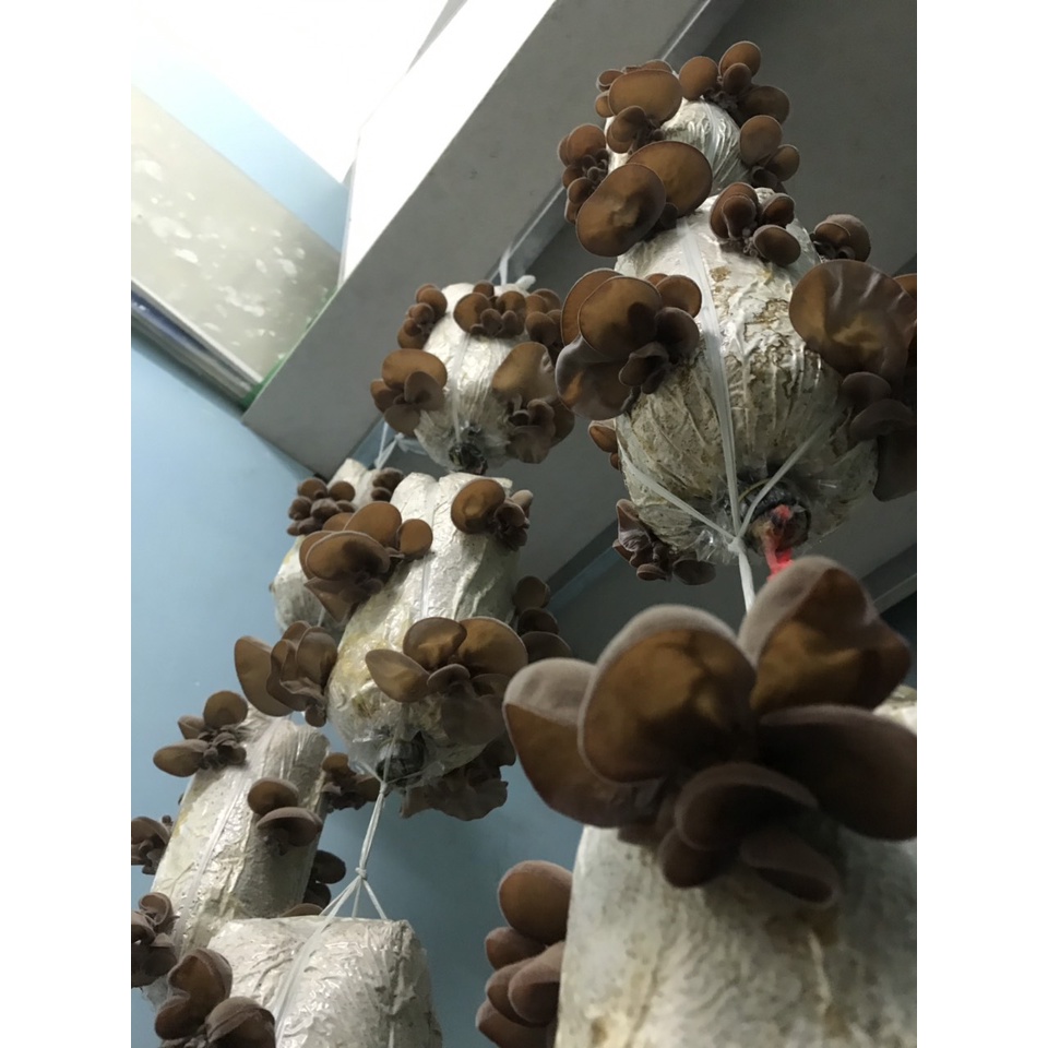 Phôi nấm mèo -