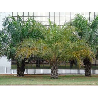 cây Cọ cảnh giống, decor đẹp