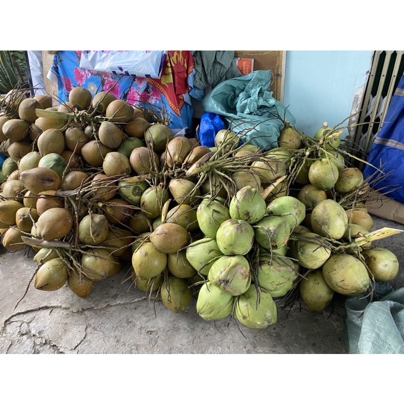 dừa xiêm bến tre