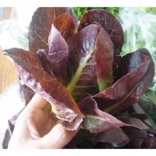 Hạt giống xà lách romaine đỏ 0,2gr
