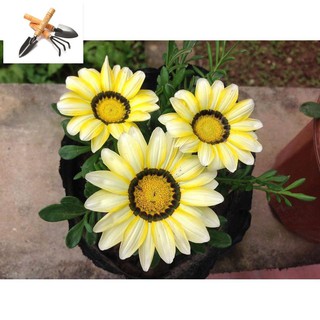 ⚡️Hạt Giống Hoa Cúc Huân Chương Mix⚡️ Nảy Mầm Trên 90% Nhiều Màu Siêu Đẹp Gói 100 hạt TRỒNG HOA TẾT