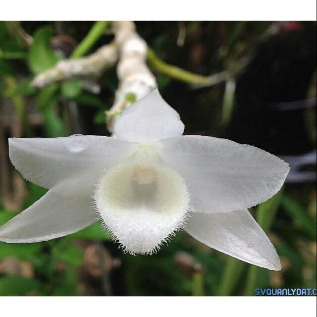 Hoa lan trầm trắng giống