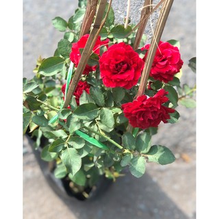 Chậu hồng leo cổ Hải Phòng chỉ giao tại TP.HCM