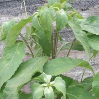 Lá tắm thảo mộc 100g