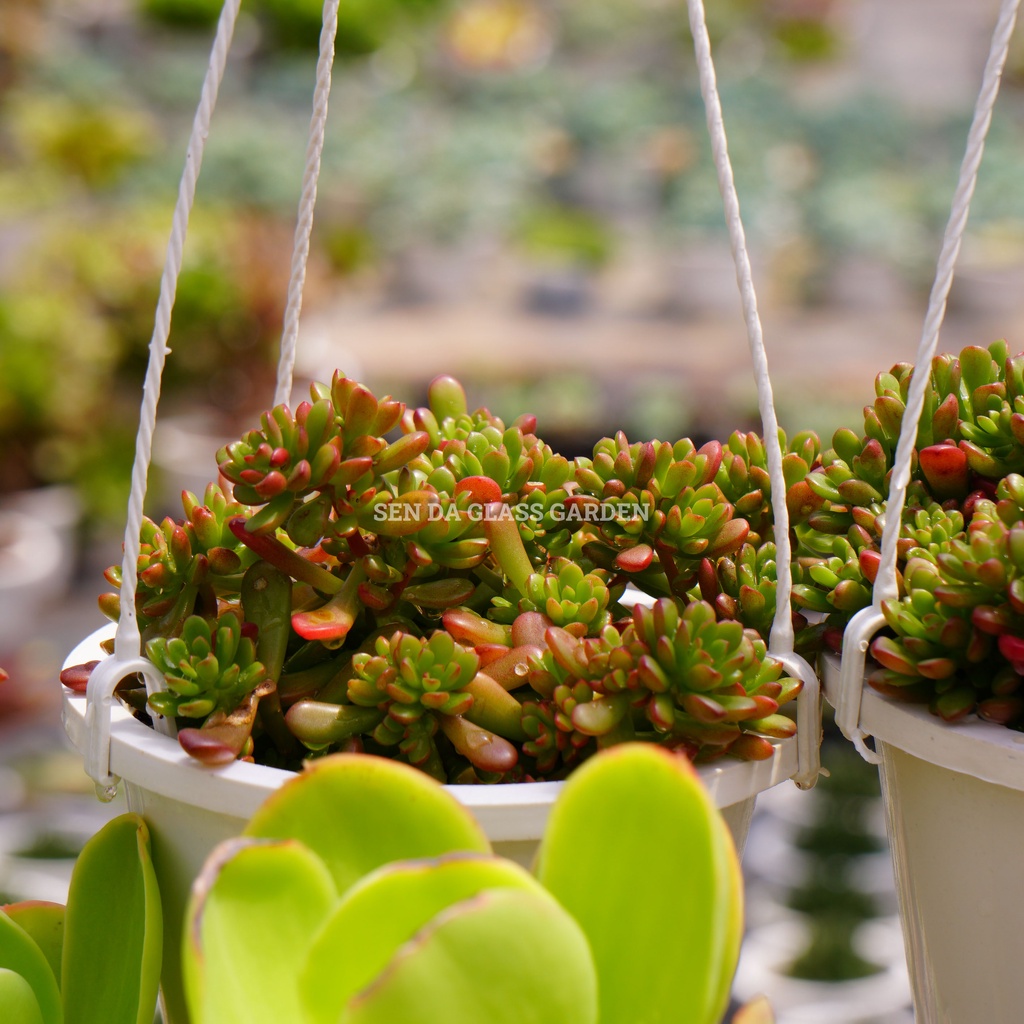 Sen đá Sedum kẹo chậu lớn 15cm, GLASS GARDENHàng sen đá Đà Lạt, Lỗi 1 đổi 1