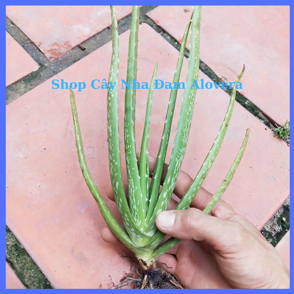 Cây nha đam giống thái