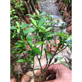 BẦU CÂY GIỐNG MAI VẠN PHÚC( CÂY MAI TIỂU THƯ)