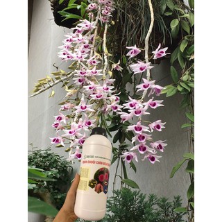 Dịch chuối ủ trứng thần dược cho phong lan