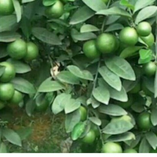 combo 1 quýt đường, 1 chanh tứ quý, 3 cây tắc