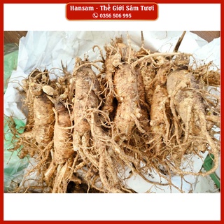Sâm 8 củ/kg - bán lẻ 1 củ, nhân sâm tươi hàn quốc, ngâm bình, nấu trà bồi bổ sức khoẻ