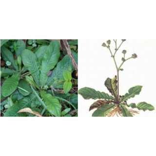 cây giống cỏ chỉ thiên (mua 10 tặng1)