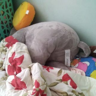 Gấu bông của trang minh