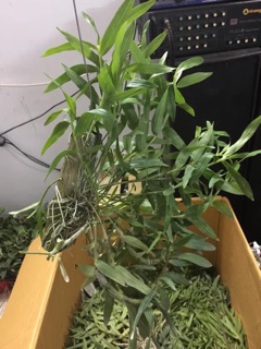 Hoàng thảo tím Huế