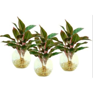 1 cây phú quý trồng thủy sinh (trồng thủy canh, trồng trong nước)
