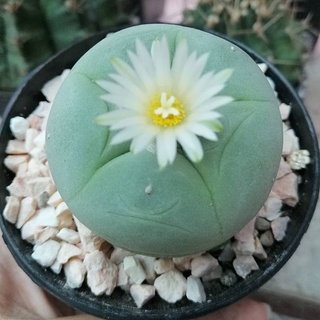 Xương rồng lopho
