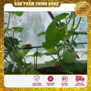 Bộ gói hạt giống Dưa lưới oval (lõi vàng)