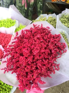 Hoa sao nhuộm màu