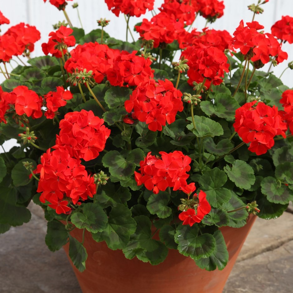 HẠT GIỐNG HOA PHONG LỮ THẢO NHIỀU MÀU (Geraniums) F1 Nhập Khẩu - 10 hạt