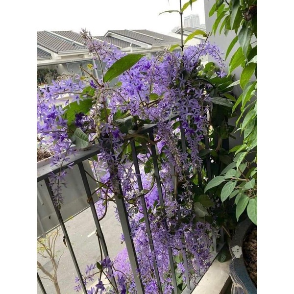 Cây hoa mai xanh chuẩn thái lan siêu xinh