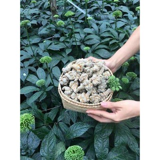 Tam thất khô (7 củ/100g)