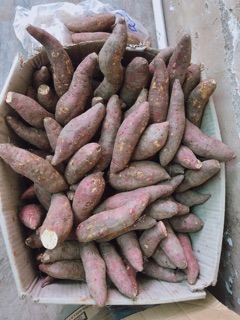 Khoai lang mật Tà Nung - Combo 3kg
