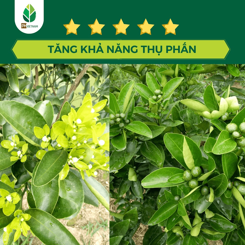 Phân bón lá Canxibo 1 lít – Dưỡng hoa, Dưỡng trái, làm dai cuống, chống rụng hoa rụng trái, thối trái, cứng cây xanh lá