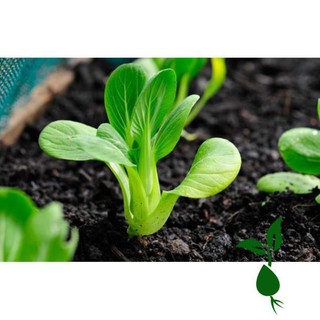 [Miễn Phí Vân Chuyển] 10 Gram Hạt Giống Cải Thìa Bẹ Lớn, Ngọt