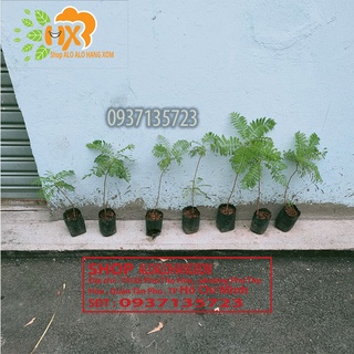 Combo 5 cây phượng tím cây giống