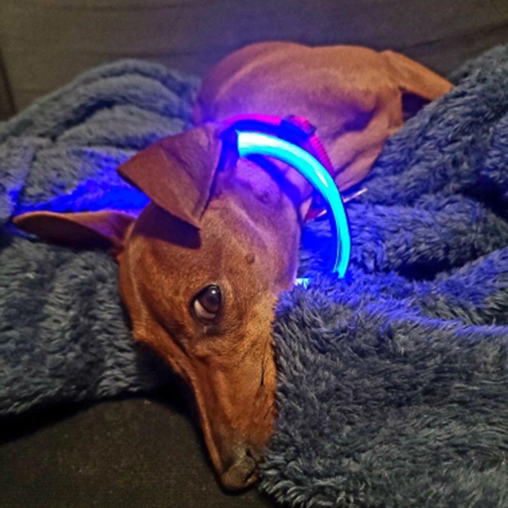 Vòng Cổ Thú Cưng Màu Dạ Quang Có Thể Sạc Lại Bằng Cổng USB