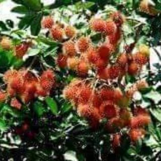 Cây giống chôm chôm