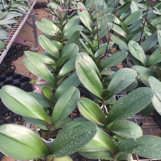 Lan hồ điệp hoa tết 2021