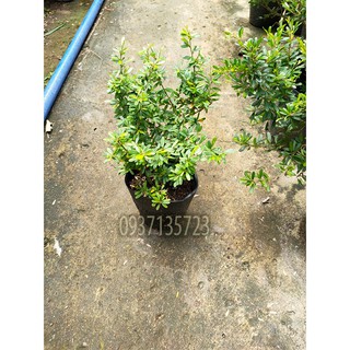 CÂY LINH SAM 86 CAO TỪ 10-15 CM
