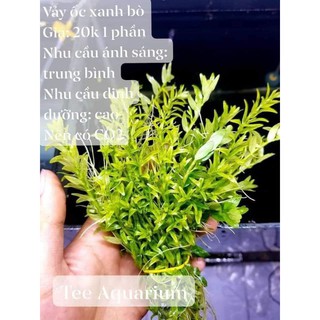 1 PHẦN ROTALA XANH-VẢY ỐC XANH LÁ NƯỚC