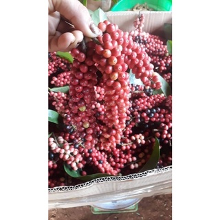 cây Giống chòi mòi ( cây ghép 18 tháng cho trái)