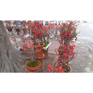 CÂY HOA MAI ĐỎ TẾT