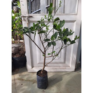 Cây chanh tứ quý