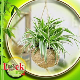 Ngải Nàng Rù La Mật - Ngải chiêu khách