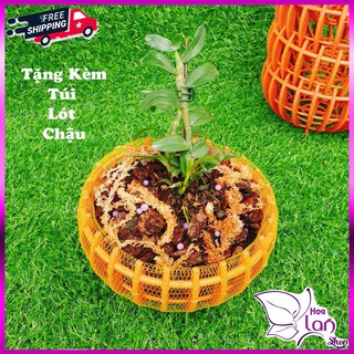 Chậu Nhựa Quả Bí ⚜️Tặng Túi Lót Chậu ⚜️ Chuyên Trồng Lan Trang Trí F20 - F25 - F30 [ Loại 1 ]