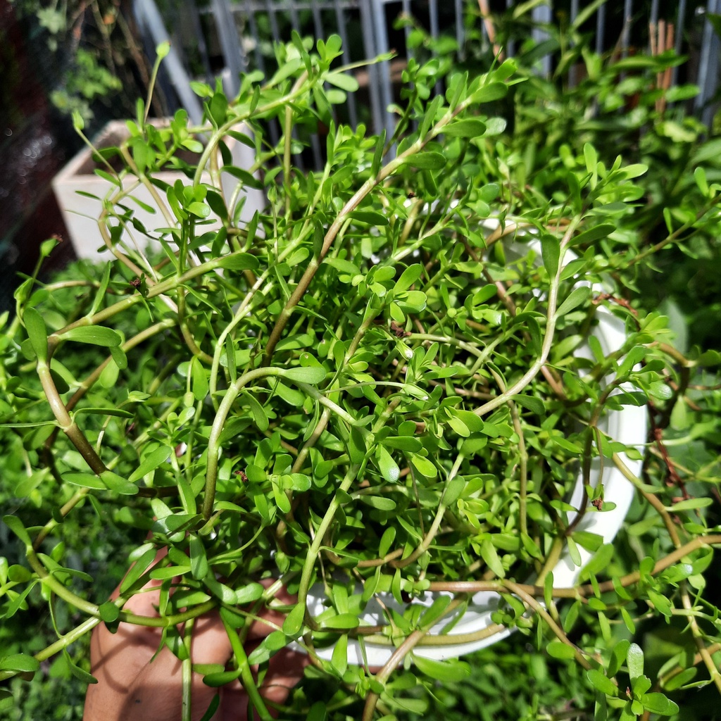Cây rau đắng (rau xương cá)